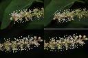 漿果莧-花1.jpg