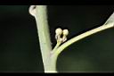 潺槁樹-花芽01.jpg