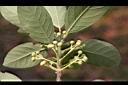潺槁樹-花苞01.jpg