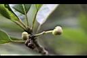 潺槁樹-花苞05.jpg