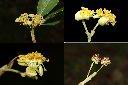 潺槁樹-雄花1.jpg