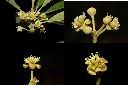 潺槁樹-雌花1.jpg