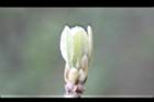 潺槁樹-幼葉02.jpg