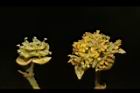 潺槁樹-花04.JPG