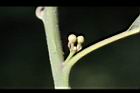 潺槁樹-花芽02.jpg