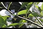 潺槁樹-花芽06.jpg