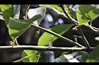潺槁樹-花芽07.jpg