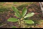 潺槁樹-花苞00.jpg
