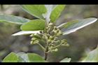 潺槁樹-花苞02.jpg