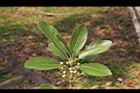 潺槁樹-花苞03.jpg