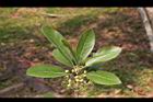 潺槁樹-花苞04.jpg