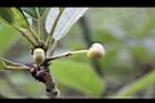 潺槁樹-花苞06.jpg