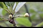 潺槁樹-花苞07.jpg