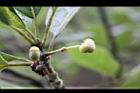 潺槁樹-花苞08.jpg