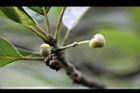潺槁樹-花苞09.jpg