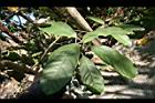 潺槁樹-葉04.jpg