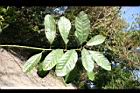 潺槁樹-葉08.jpg