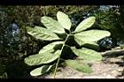 潺槁樹-葉10.jpg
