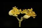 潺槁樹-雄花03.JPG