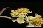 潺槁樹-雄花04.JPG