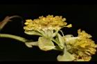 潺槁樹-雄花05.JPG