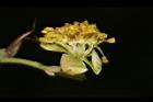 潺槁樹-雄花07.JPG