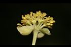 潺槁樹-雄花08.JPG