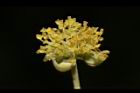 潺槁樹-雄花09.JPG