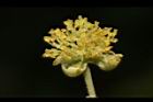 潺槁樹-雄花10.JPG