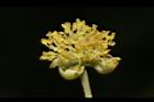 潺槁樹-雄花11.JPG