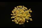 潺槁樹-雄花12.JPG