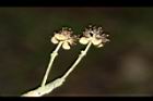 潺槁樹-雄花14.JPG