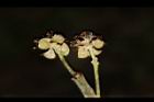 潺槁樹-雄花15.JPG