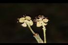 潺槁樹-雄花16.JPG