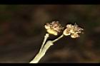 潺槁樹-雄花17.JPG
