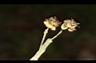 潺槁樹-雄花18.JPG