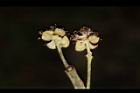 潺槁樹-雄花20.JPG