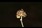 潺槁樹-雄花22.JPG