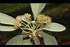 潺槁樹-雄花序02.JPG