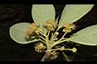 潺槁樹-雄花序05.JPG