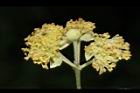 潺槁樹-雄花序15.JPG