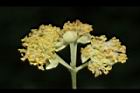 潺槁樹-雄花序16.JPG