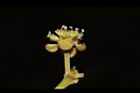 潺槁樹-雌花01.JPG