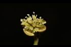 潺槁樹-雌花03.JPG