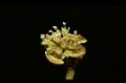 潺槁樹-雌花04.JPG