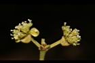 潺槁樹-雌花序07.JPG