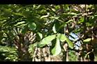 潺槁樹13.jpg