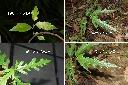 澀-菲律賓-幼株葉1.jpg