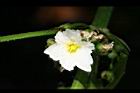 澤瀉-花03.jpg