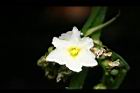 澤瀉-花04.jpg